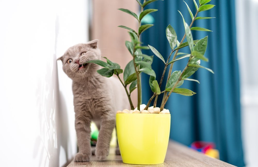 Kittenproof huis