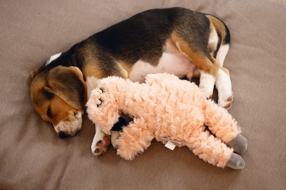 Puppy Speelgoed