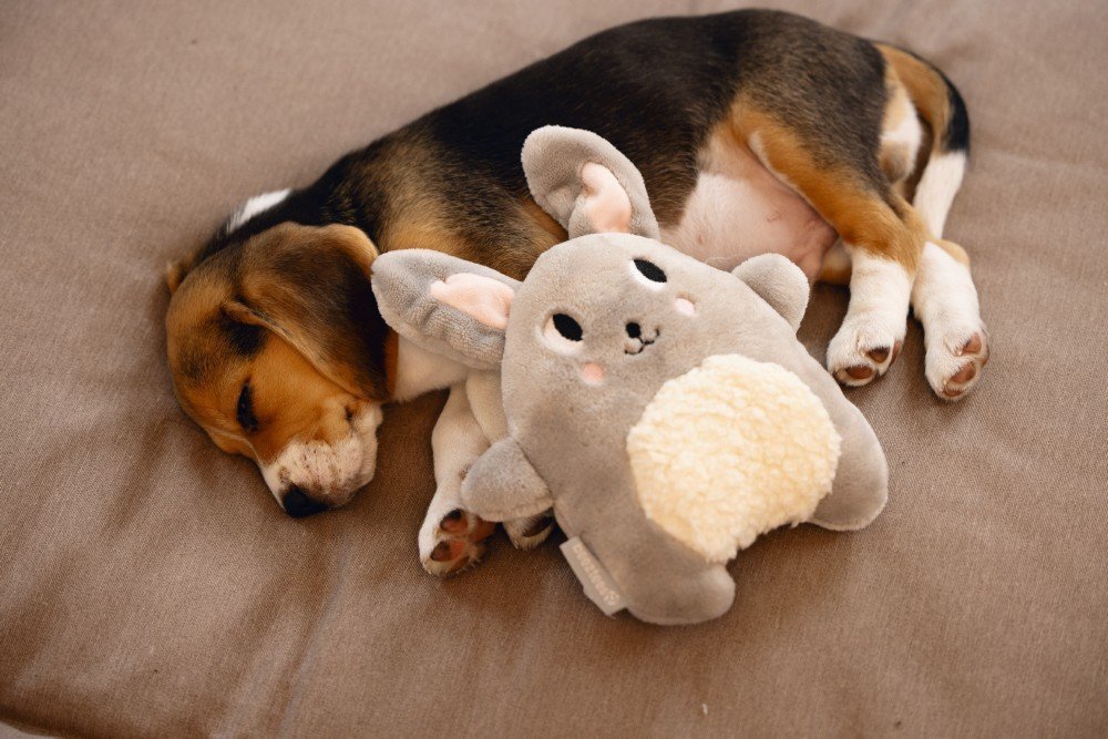 Puppy Speelgoed