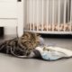 speelgoed kitten