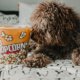 Hond alleen vermaken thuis
