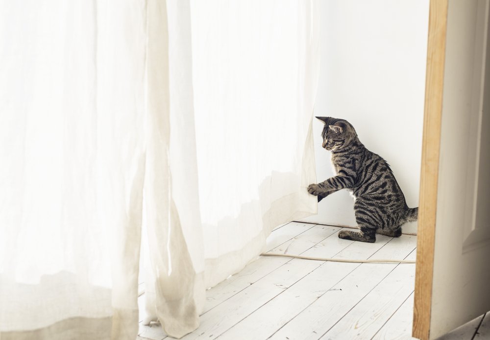 Kittenproof je huis