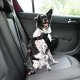 Hond meenemen in de auto