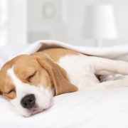 Benchkussen vetbed Absorberend vetbed hond