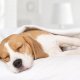 Absorberend vetbed hond