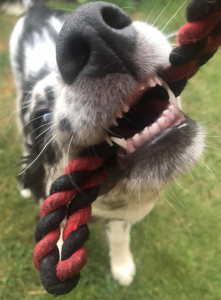 Puppy wisselt tanden