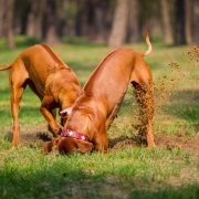 Waarom graven honden