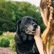 Zorgen voor mijn oude hond