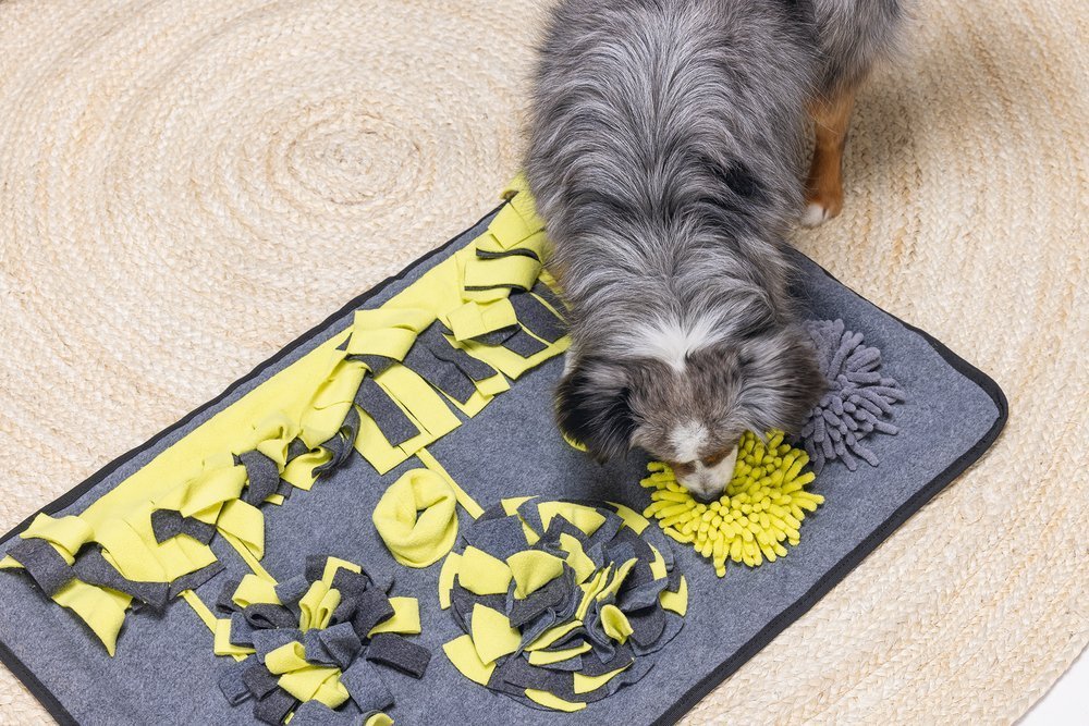 Hond bang van Vuurwerk