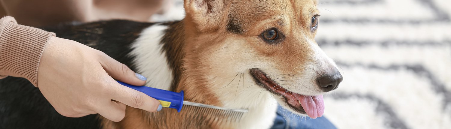 Owner,Brushing,Cute,Dog,At,Home