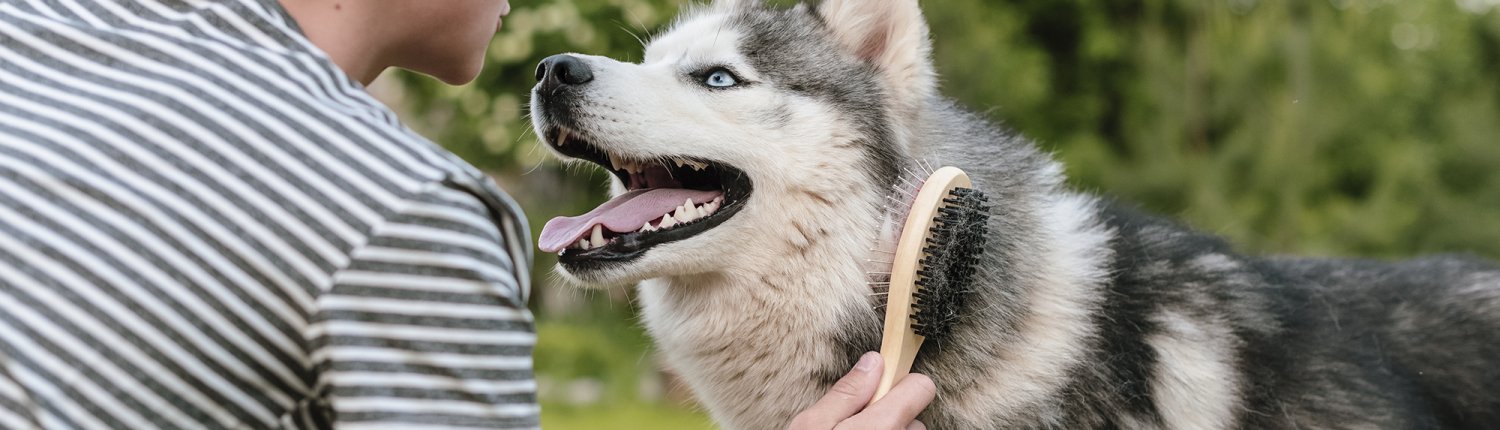 Young,Teenage,Boy,Combing,Dog,At,Special,Brush,Outdoor,In