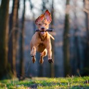 Losloopgebieden Zomerproblemen voor je hond