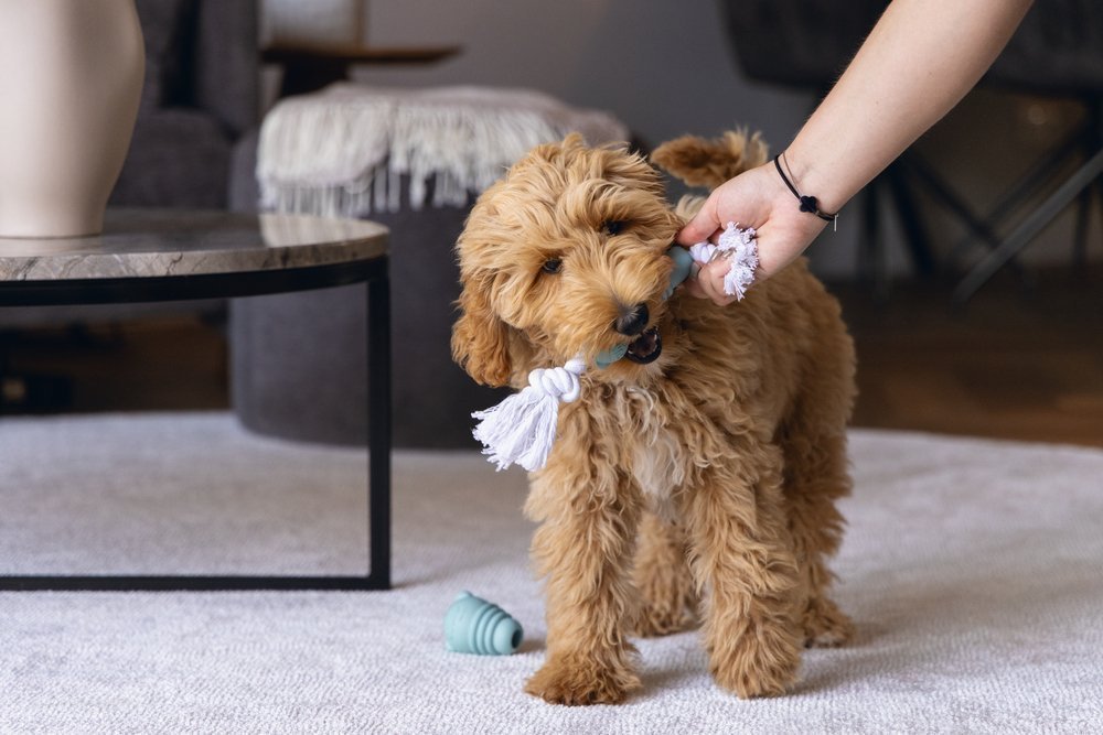 Puppy tanden wisselen