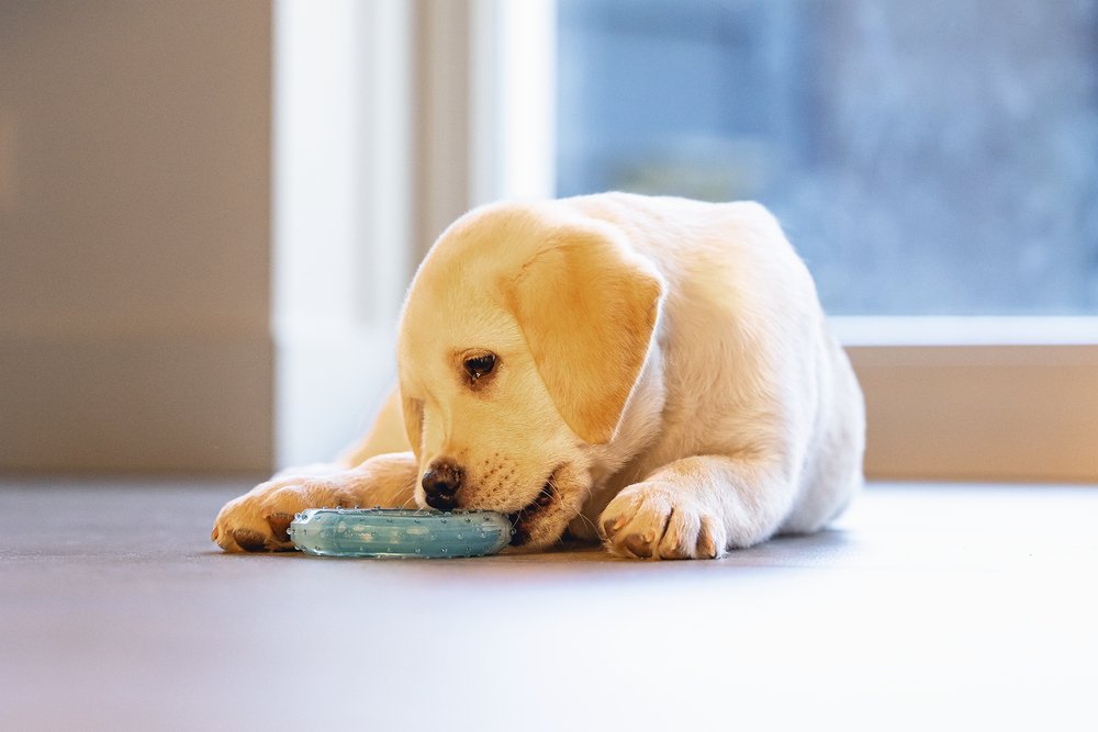 Puppy bijtring