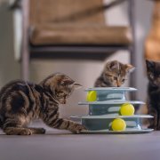 Kitten-checklist