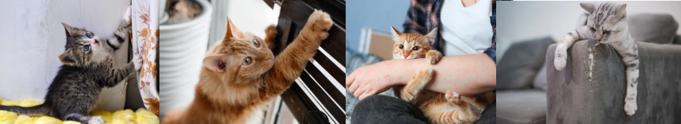 kitten checklist