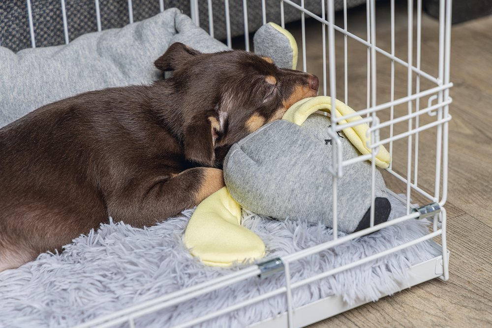 Veilige plek puppy puppy alleen laten