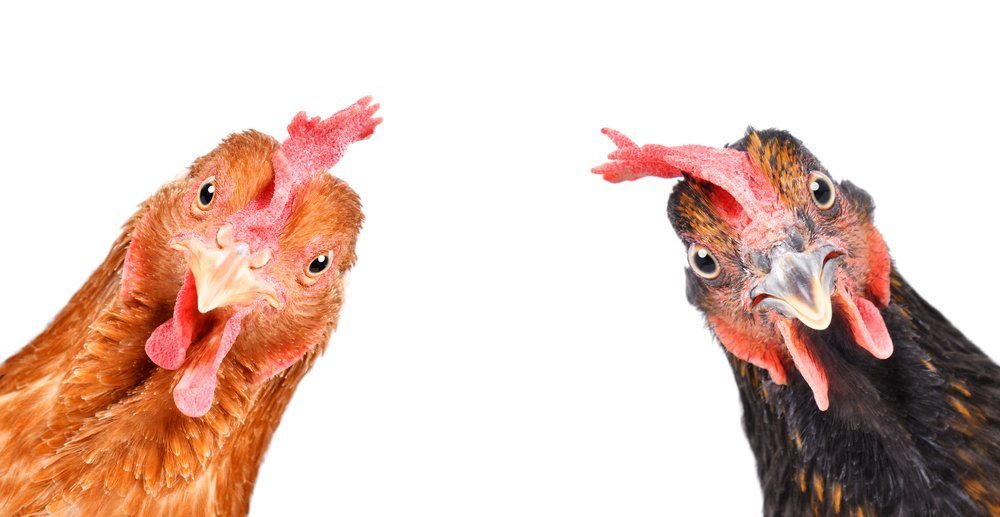 Ouderdom bij kippen Ouderdom bij kippen