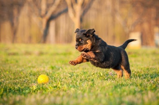 buitenspelen met je puppy