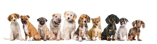 Waar-let-ik-op-bij-het-kiezen-van-een-pup? Waar let ik op bij het kiezen van een pup?