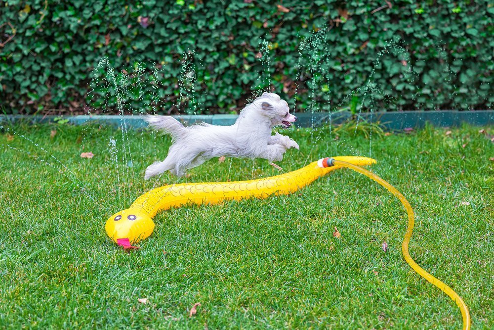 puppy waterspeelgoed