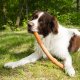buitenspelen met je hond