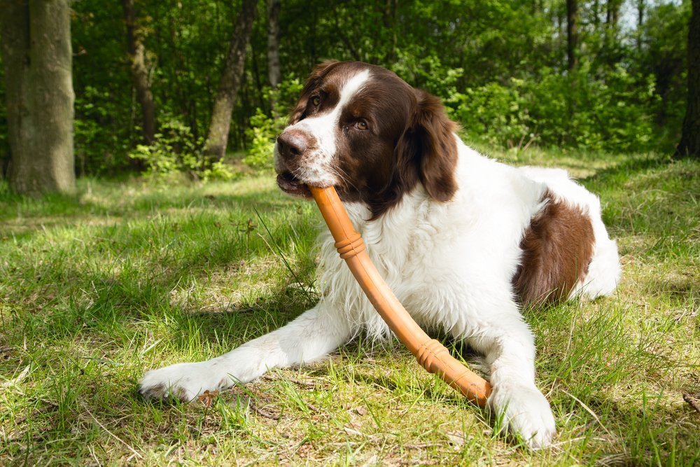 buitenspelen-met-je-hond buitenspelen met je hond