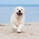 puppy op vakantie