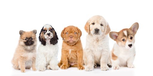 Waar let ik op bij het kiezen van een pup Waar let ik op bij het kiezen van een pup?