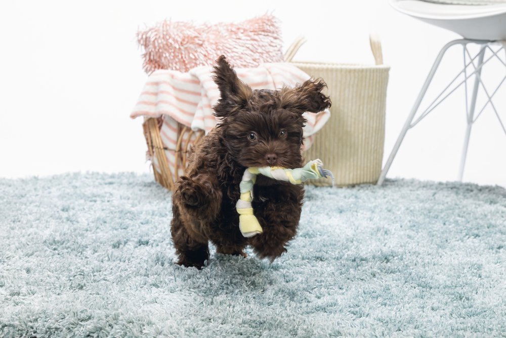 De-belangrijkste-routine-en-regels voor-je-puppy De-belangrijkste-routine-en-regels voor-je-puppy