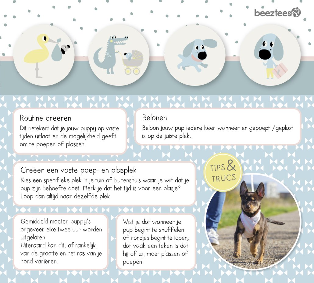 Puppy_tips_voor_zindelijk_maken_BZ Puppy zindelijk maken
