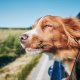 autovakantie met je hond