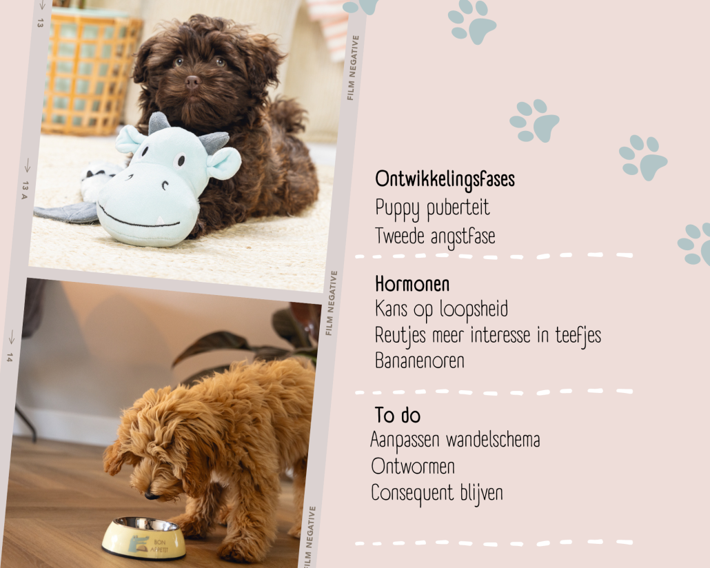 Puppy-6-tot-9-maanden Puppy 6 maanden