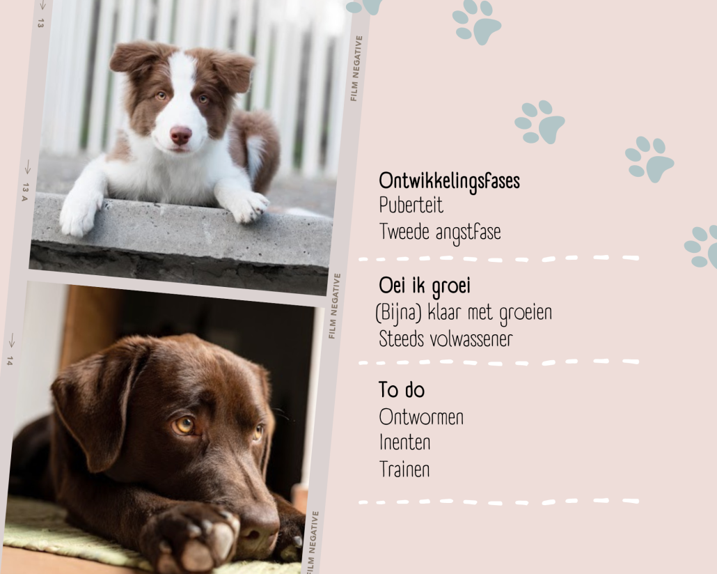 puppy 9 maanden oud