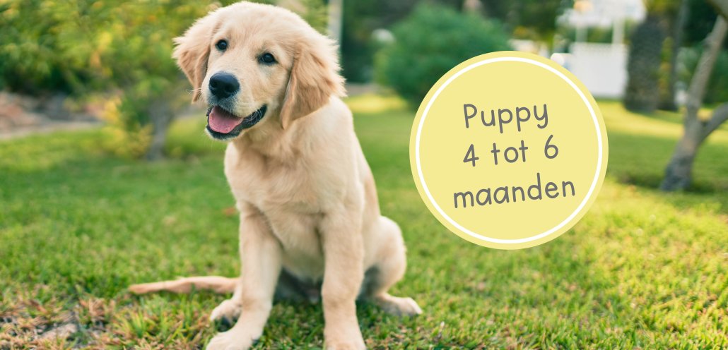 puppy 4 maanden oud