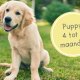 puppy 4 maanden oud