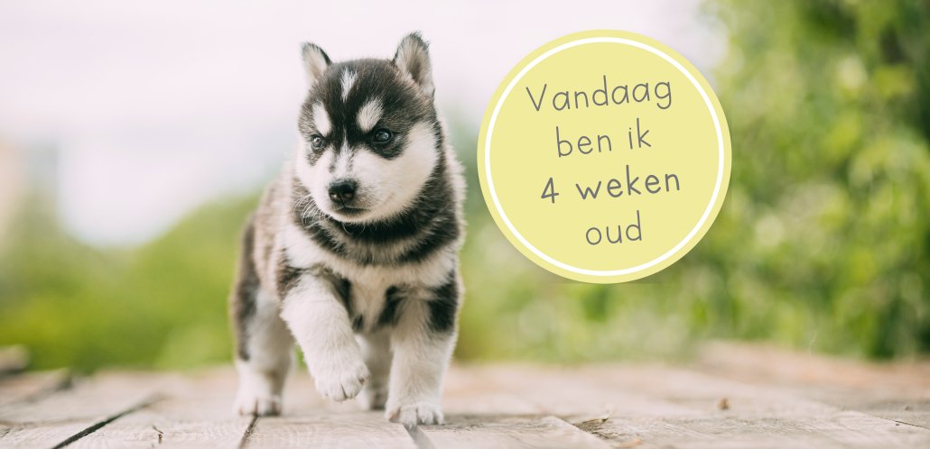 puppy 4 weken oud puppy 1 maand oud