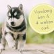 puppy 1 maand oud