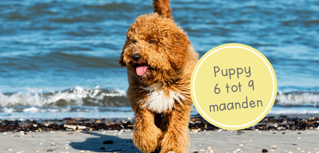 Puppy_6_tot_9_maanden_BZ puppy 6 maanden oud