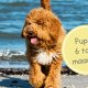 puppy 6 maanden oud