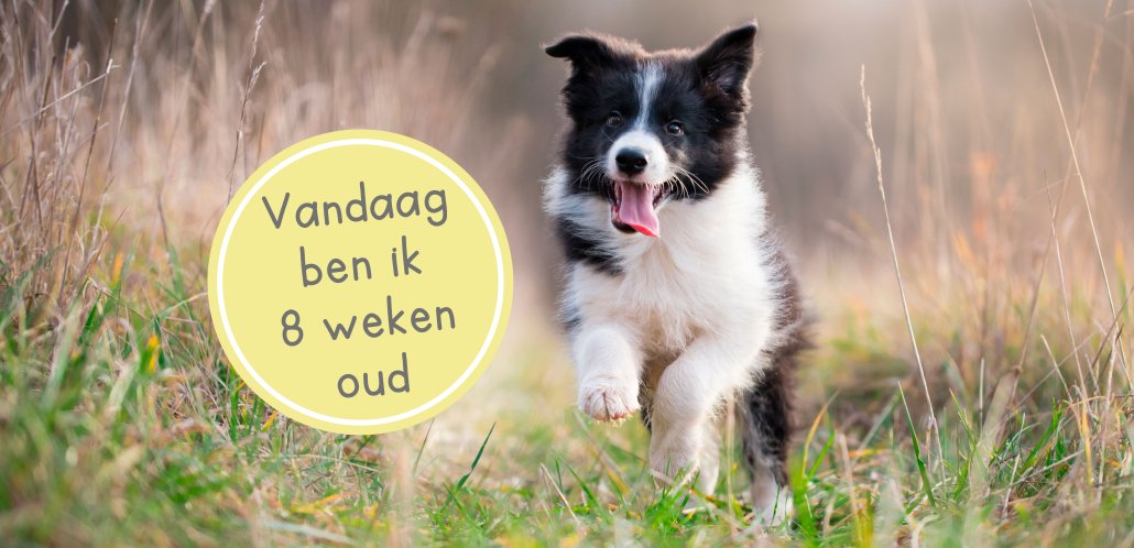 puppy 8 weken oud puppy 8 weken oud