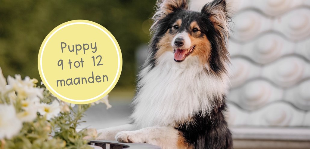 puppy 9 tot 12 maanden