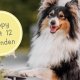 puppy 9 tot 12 maanden