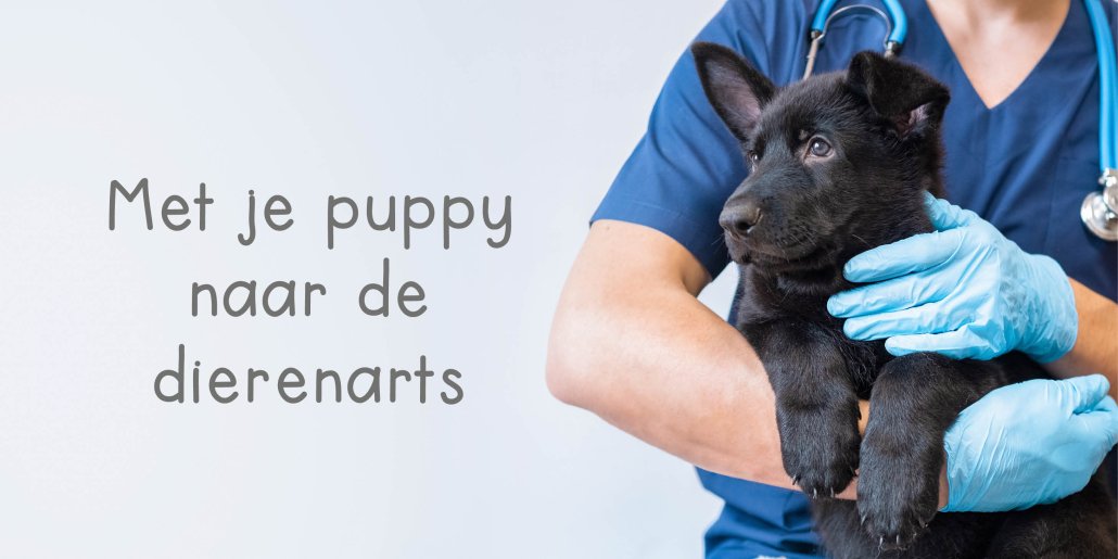 Puppy_naar_de_dierenarts_banner dierenarts en puppy inentingen