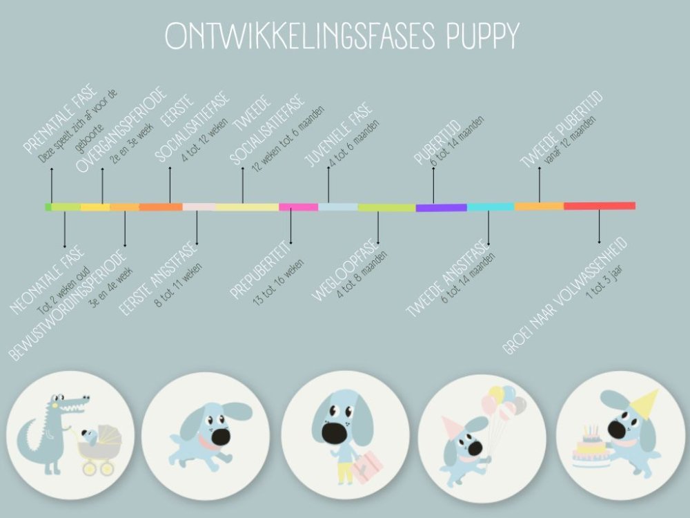 puppy ontwikkelingsfases