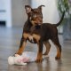 puppy socialiseren