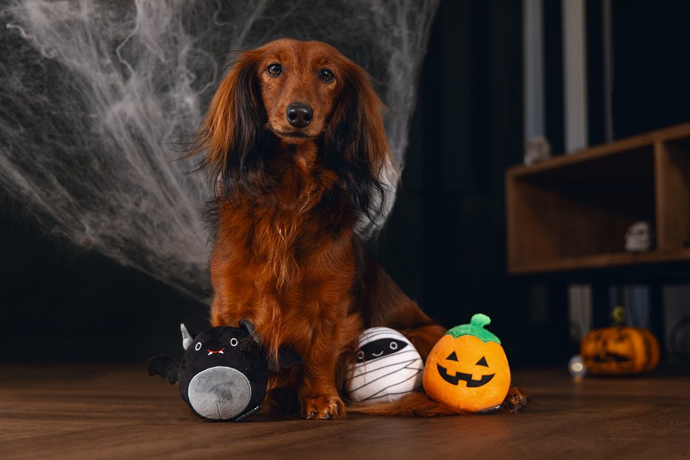 Halloween hondenspeelgoed Halloween hondenspeelgoed