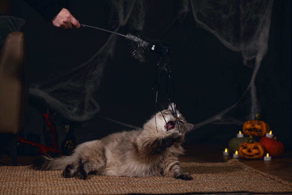 Halloween-huisdier