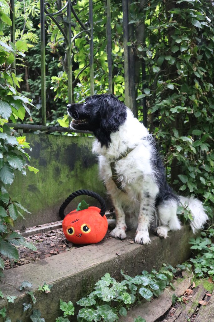 Halloween-huisdieren