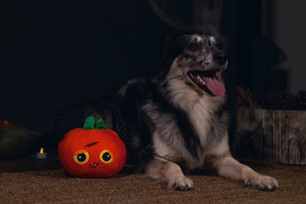 Halloween-vieren-met-je-huisdier Halloween vieren met je huisdier